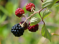 Recetas con Moras