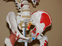 Enciclopedia Americana de Anatomía