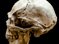 La Mecánica Del Cerebro