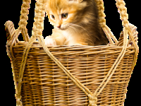 Curso de cestería en simbol