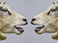 Postgrado - Diplomado Comunicación Corporativa