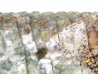 Microbiología Clínica