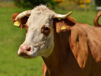 Manejo Holístico, Ganaderia Holística
