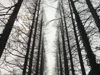 Forestales