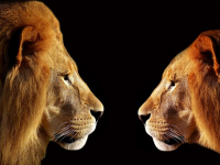 Especies animales y vegetales