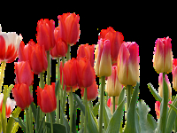 Jardinería ecológica