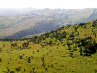 Animales con rollos de papel higiénico