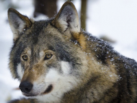 Cómo dibujar lobos, perros, etc.