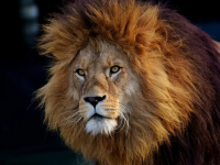 Cómo dibujar felinos: Leones, tigres, gatos, etc.