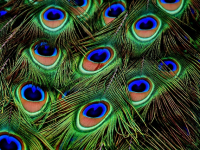 Tutoriales de animales