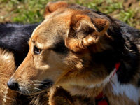 Trucos de Perros y Entrenamiento Canino - Dog Tricks