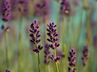 Como cuidar do jardim 