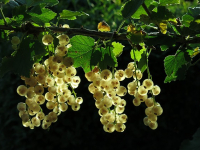 Cinco em 1 - Jardinagem