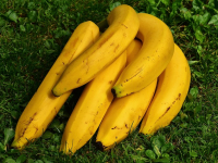 Plantio de Bananas