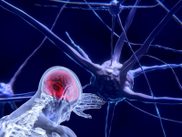 Formação docente para neurociência