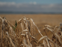 Movimentos sociais, questão agrária e ambiental
