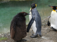 Zoologia dos vertebrados