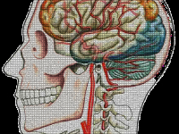 Anatomia: Cabeça e Pescoço