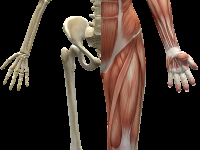 Meridianos extraordinário tendi muscular