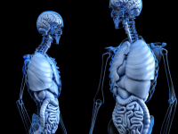 Estudos dos meridianos do baço, estômago, pulmão e intestino grosso