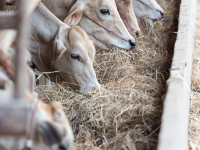 Avaliação econômica de projetos agropecuários