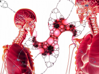 Sistema endócrino e exócrino