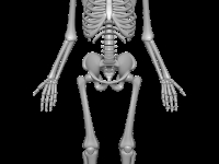Sistema esquelético
