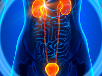 Sistema reprodutor urinário