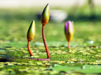 Botânica sistemática vegetal