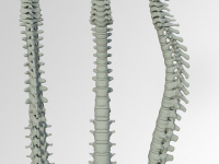 Reeducação Postural