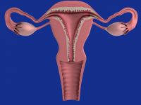 Fisiopatologia e Diagnostico das Disfunções do Assoalho Pélvico Feminino