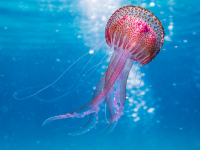 Ciências e biologia: arte que interpela bases teóricas I