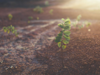 Ciências e biologia: arte que interpela bases teóricas II