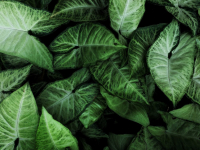 Educação ambiental e ecologia I