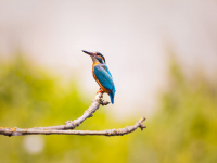 Educação ambiental e ecologia III