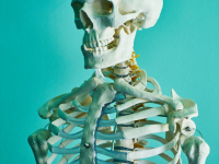 Fisiologia - compreender o corpo humano