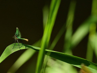 Arte nas Imagens do Cotidiano