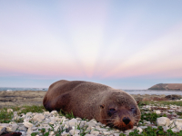Diversidade Meio Ambiente e Patrimônio Cultural