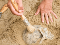 Introdução a Antropologia