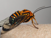 Morfologia, Botânica e Zoologia