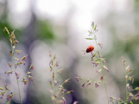 Teoria Geral do Direito Ambiental