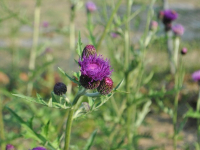 Introdução a Fitoterapia