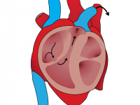 Fitoterapia no Sistema Nervoso Cardio Geniturinário