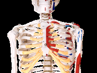 Historia da Anatomia