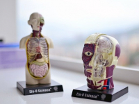 Anatomia Humana 1 e 2