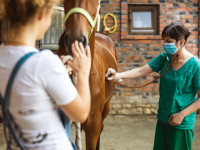 CLINICA MÉDICA E REPRODUÇÃO DE EQUINOS