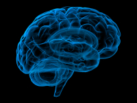 NEUROANATOMIA FUNCIONAL