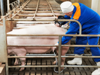 INSEMINAÇÃO ARTIFICIAL EM ANIMAIS DOMÉSTICOS