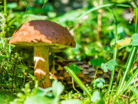 PLANTAS PSICOATIVAS-UMA ABORDAGEM FARMACOLÓGICA