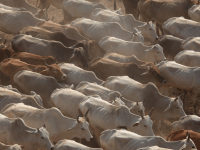 PRODUÇÃO DE OVINOS DE CORTE